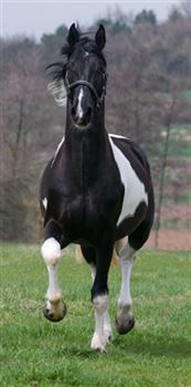 Barock Pinto Stallion