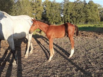 Well-behaved colt (mother also for sale)