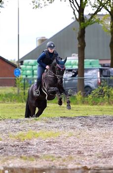 Talented jumping horse