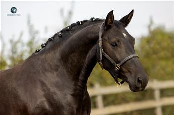 chic black dressage mare