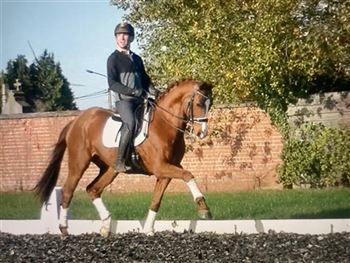 Very expressive 13y old small tour gelding for sale