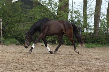 Eye-catcher! Beautiful and well-moving 3-year-old KWPN mare (Hermes x Voice)