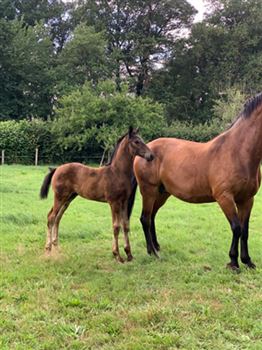 INTERESTINGLY BREEDING LARGE LONG-LINED YEARLING FROM HERMÈS WITH EXTRA MOVEMENTS