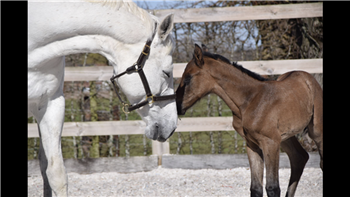 Breeding/recreational mare in foal to Brunetti