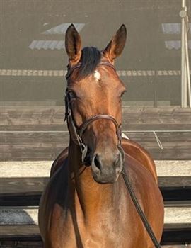 Promising 7-year-old mare