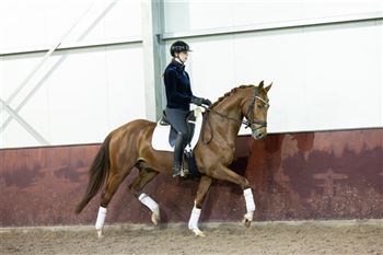 Nice 4 year old gelding for sale!
