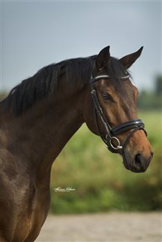 Handsome 5-year-old gelding by Expression