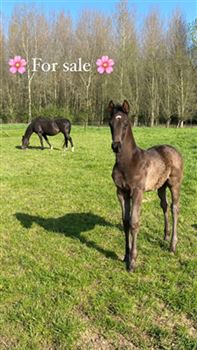 Handsome dressage foal for sale
