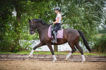 SOLD. Beautiful elite sport prok ZZzwaar mare for sale