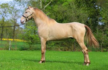 Pura Pura Raza Española stallion