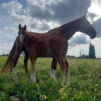 Broodmare - In foal to Unicom vd Donkhoeve