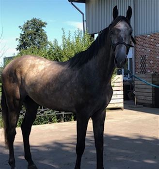 Beautiful 4 year old stallion Up to Date van 't Laar