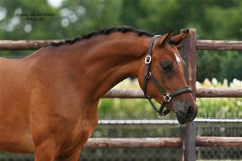 Beautiful 5 year old D pony - NRPS mare