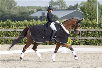 Horsedreams TC - Space available for training horses!
