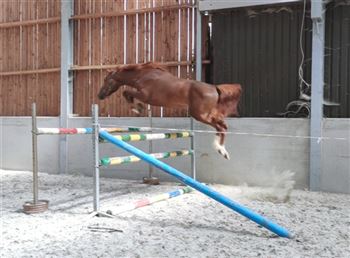 Good jumping 2y stallion