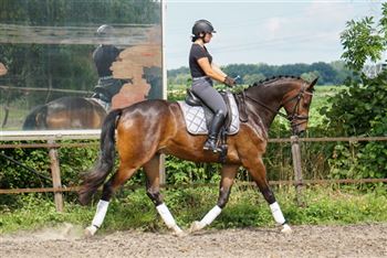Young, handsome dressage horse with an uncomplicated character.
