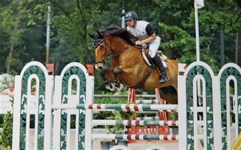 Experienced jumping horse for sale