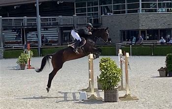 Elite, good jumping 1.40 Kannan mare