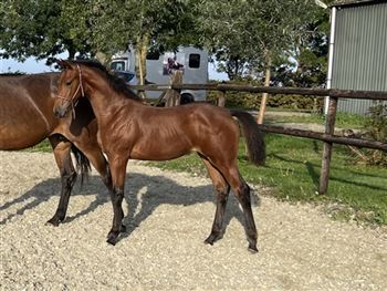 Super nice yearling mare for sale!
