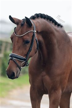 5 year old Imposantos mare for sale