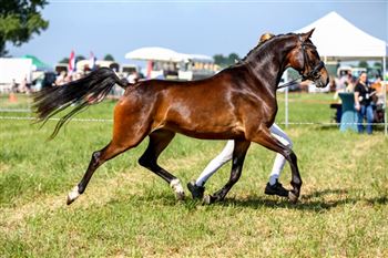 Talented NWR mare