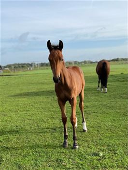 Beautiful, large colt by Topgun