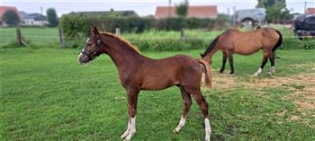 Beautiful colt from good sport pedigree (new pleasure x indorado)