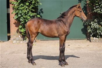filly by Baltic vdl x Arezzo vdl x Indoctro