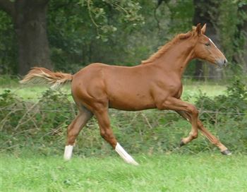 **new photos** Colt Kincsem x Back Gammon from sports lineage!
