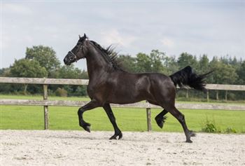 Luxury sport mare with sport predicate
