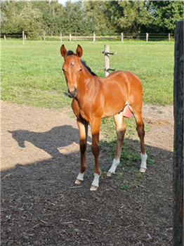 Very nice moving colt by Total Diamond