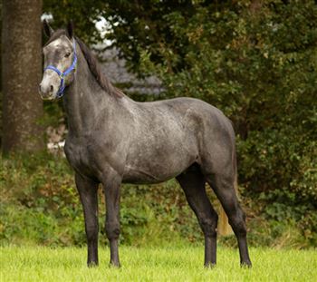 4 year old stallion Cordon VDL x Cardento recently approved