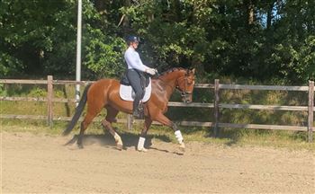 Talented dressage horse