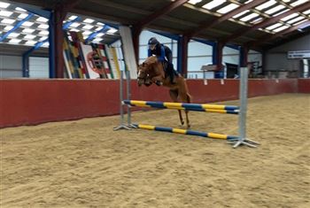 D pony, mare, 4 years old, New Forest, with lots of talent