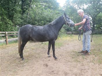 3 year old New Forest mare