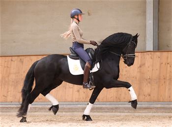 Beautiful Frisian sport & recreational horses