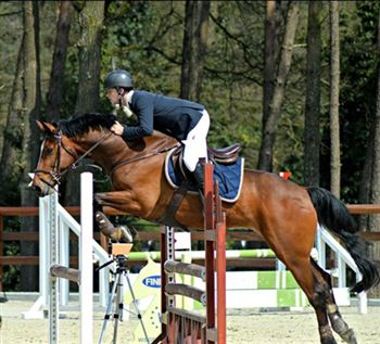 14 year old show jumping horse for sale