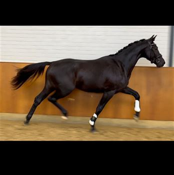 Talented 2.5 year old stallion from Imposantos