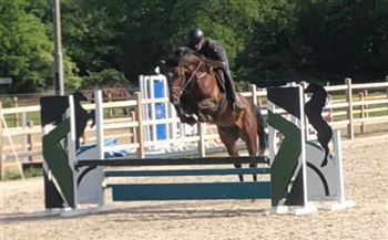 Jumping horse from top stock