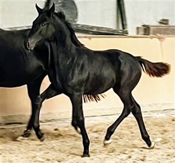 Beautiful black dressage foal, stallion