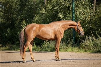 URGENTLY wanted jumping horse 3 4 5 years also older 1m10 1m30 level