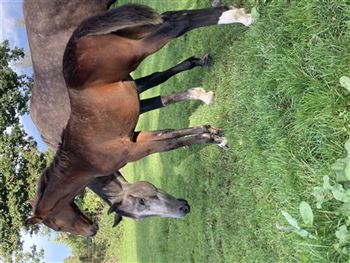 Mare for sport or breeding and colt Dominator 2000 z . from super mare line