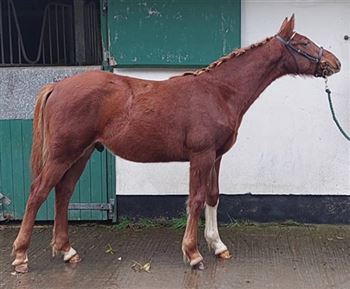 **New Video** Irish Sport Horse 2023 Colt Foal