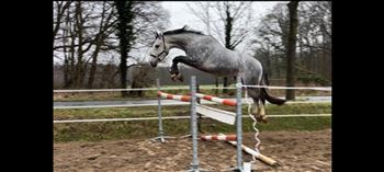 Super talented jumping horse young Berlin