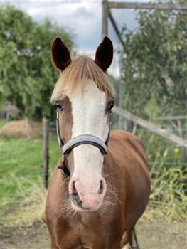 Beautiful mare for sale