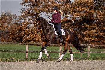 Stunningly beautiful and easy to ride young rider or amateur horse!