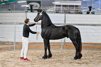 Luxury stallion with a promising future!