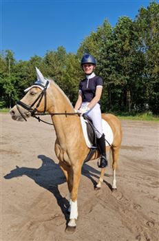 Talented D Welsh palomino mare