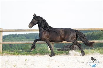 Pregnant mare of JORKE 532