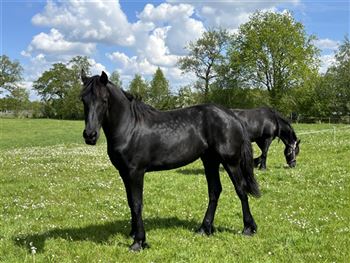 Frisian mare Enter (9 months)
